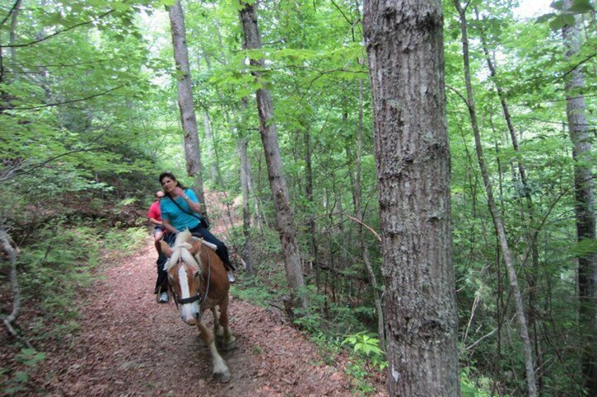 Through the Fern Forest