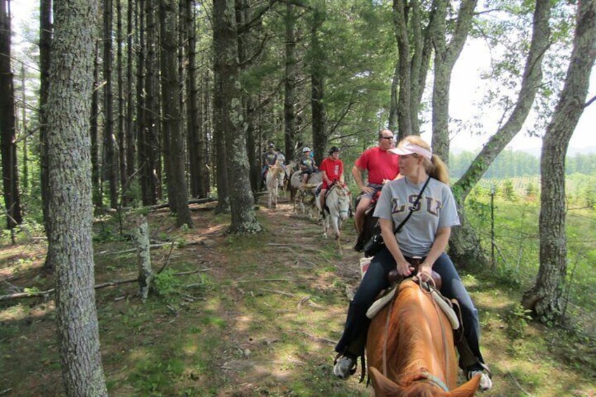 Guided Horseback Ride through Flame Azalea and Fern Forest