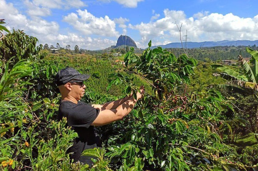 Guatapé & coffee farm, all in one day