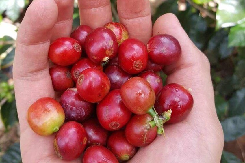 Coffee beans