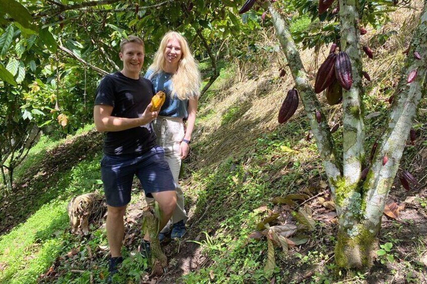 Picking cocoa