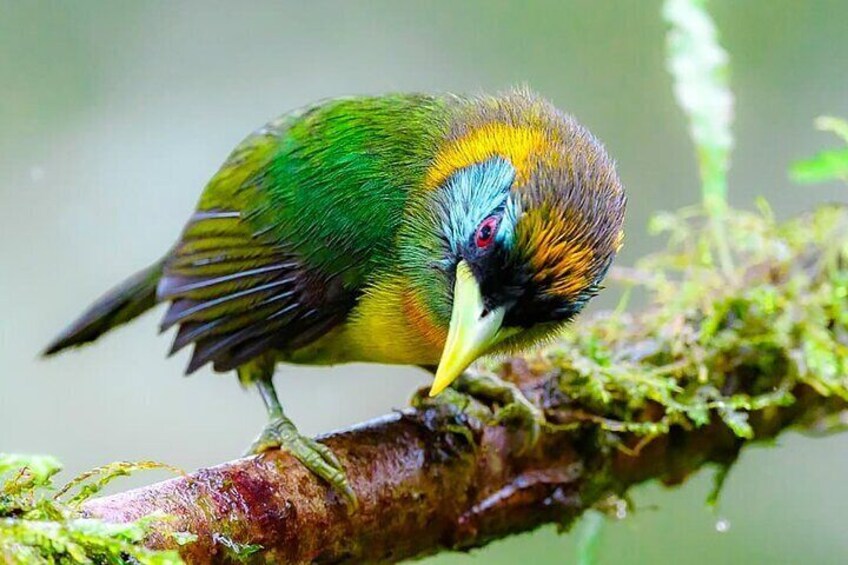 Cali Birding Tours