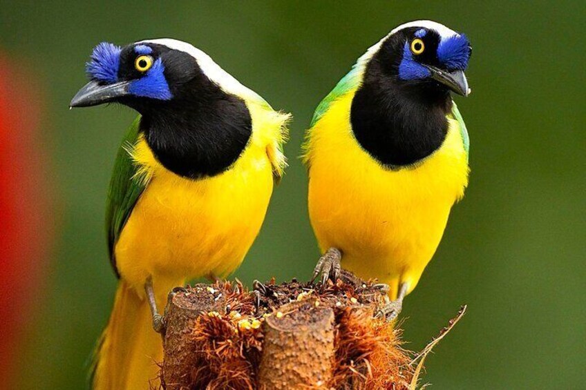 Cali Birding