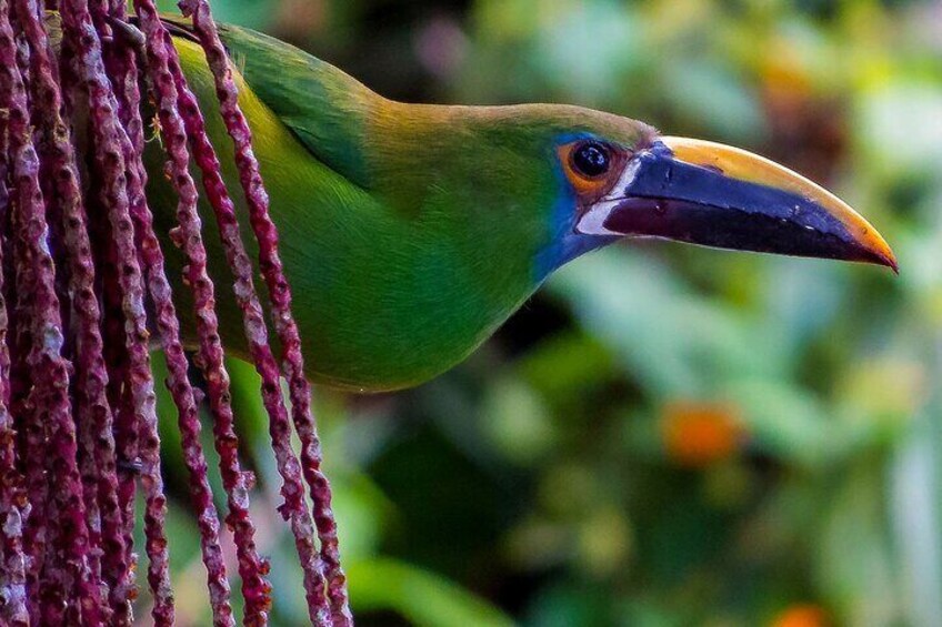 Colombia Bird Watching