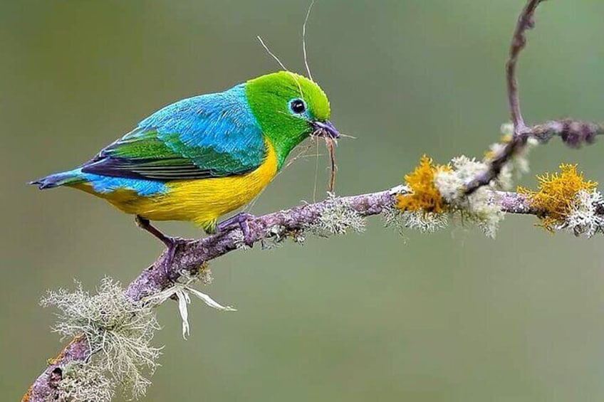 Cali Bird Watching