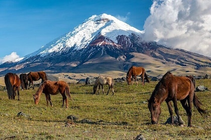 Elevate: A Day's Odyssey to Cotopaxi's Majestic Heights!