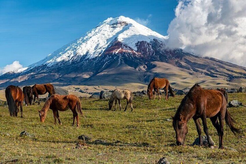 Cotopaxi Hiking & Biking Volcano 1 Day