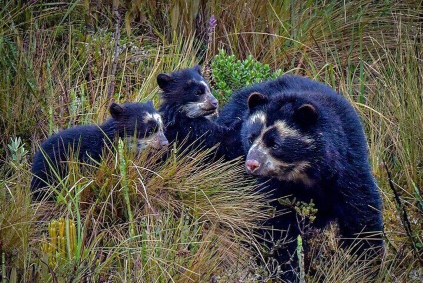 Andean Bear