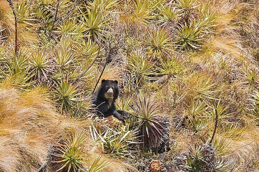Spectacled Bear