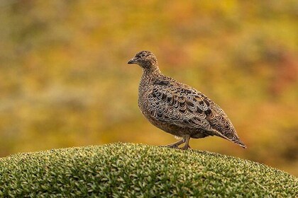 Papallacta Pass - Cayambe Coca National Park & Guango Cloud Forest Reserve