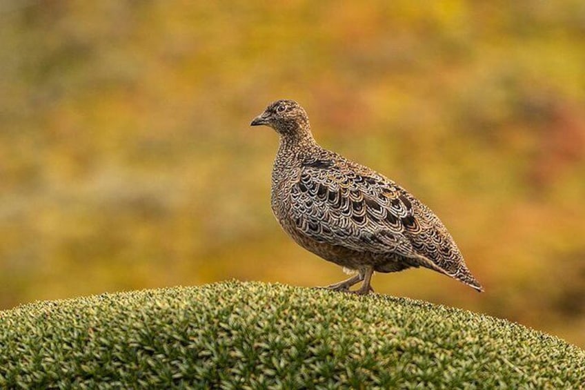 Rufous-bellied Seedsnipe