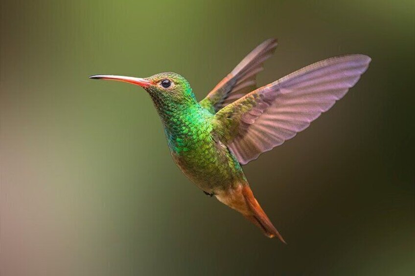 Rufous-tailed Hummingbird