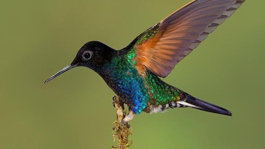 Velvet-purple Coronet