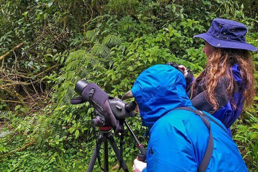 HUMMINGBIRD EXPEDITION - Searching for the cloud forest jewels.