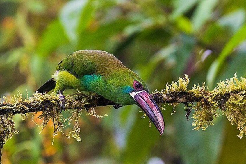 Crimson-rumped Toucanet