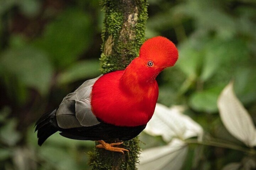 Andean Cock-of-the-Rock