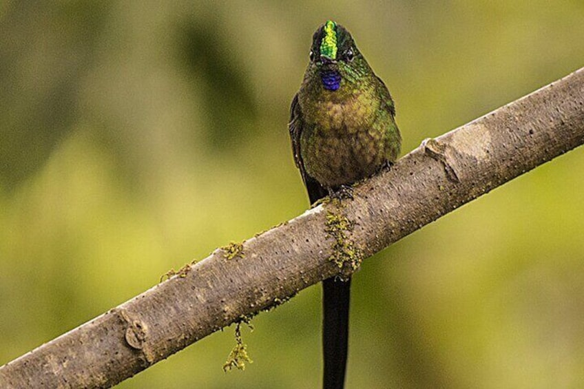 Mindo Cloud Forest Flexible Private Day Tour