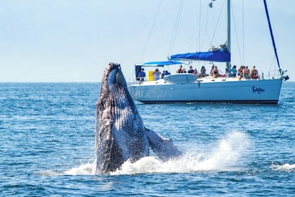 Journée de voile de luxe dans la baie de Banderas