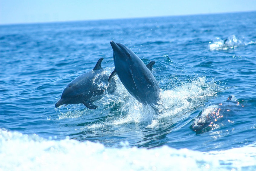 Las Marietas Eco Discovery