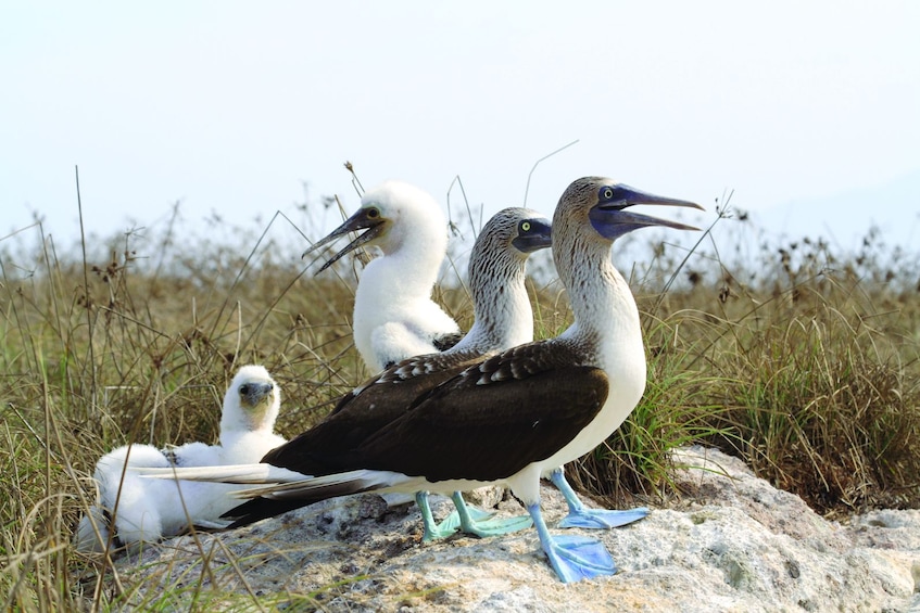 Las Marietas Eco Discovery