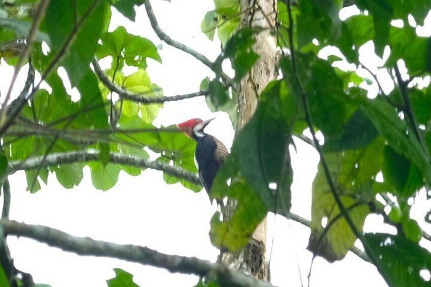 The rain forest, surroundings & lunch.
