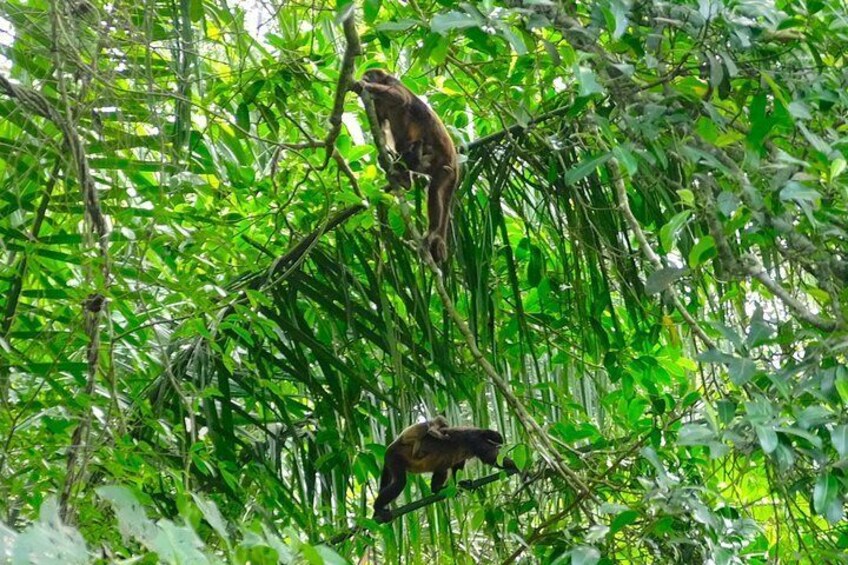 Montecristi & The Rain Forest