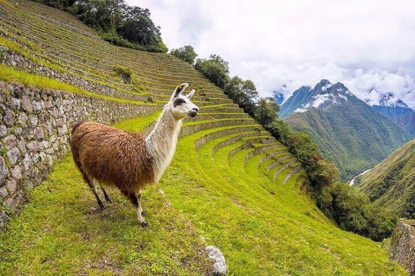 Machu Picchu 1-Day By Panoramic Vistadome Train