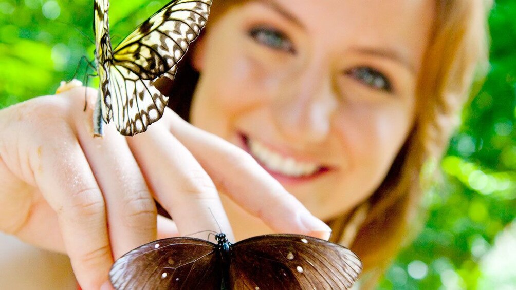 Woman with butterflies in aruba
