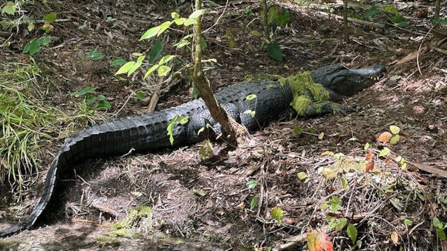 Another beautiful gator on this true Florida adventure.