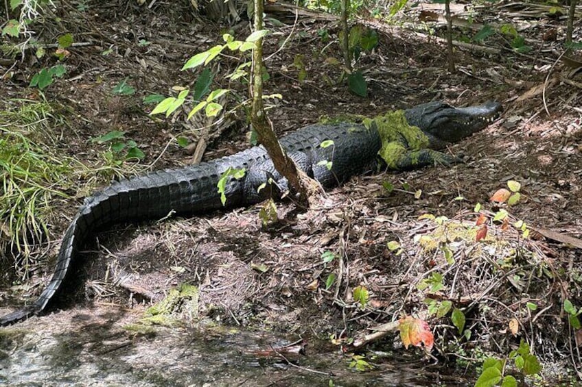 Another beautiful gator on this true Florida adventure.