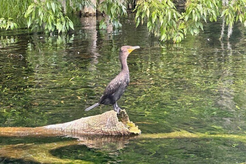 Cormorants are abundant at Silver Springs.