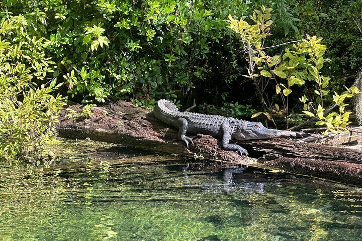 Gators are really happy on the Silver River. Because there is plenty of food for them on the river, they are very docile.

