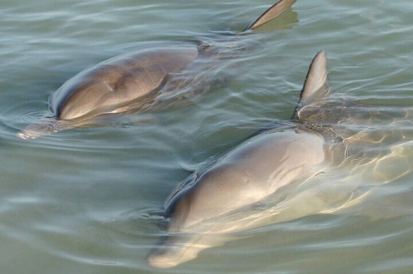 We love seeing dolphins on our tours!