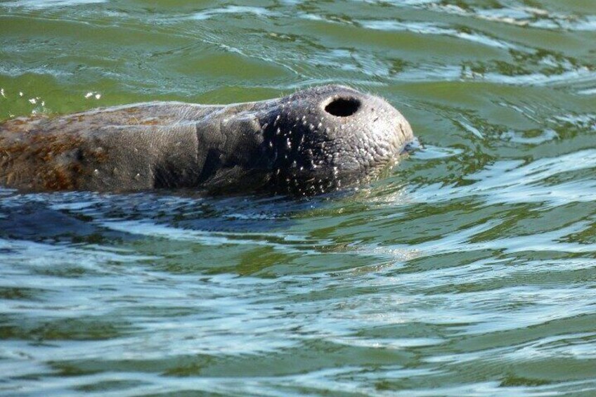 On our most perfect days we see manatees in the lagoon as well!