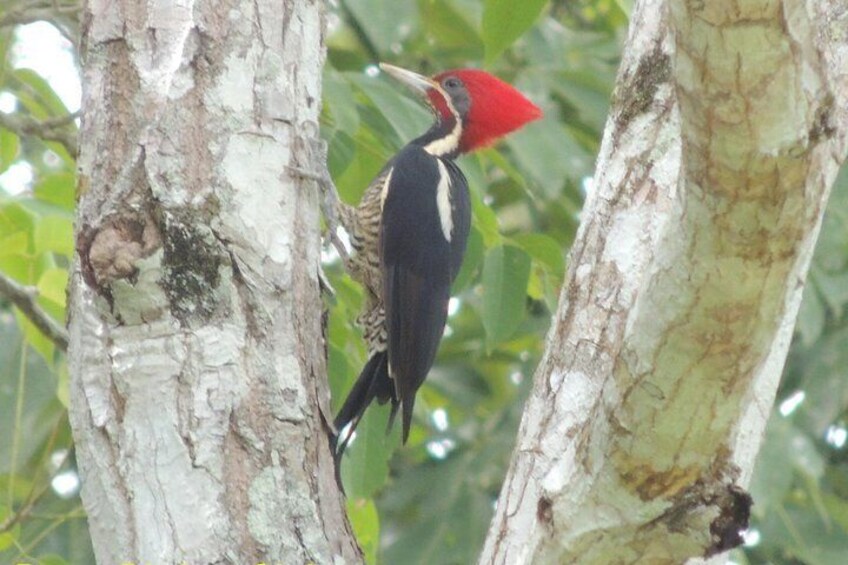 Guatemala Birding Tour at Tikal and Uaxactún National Park