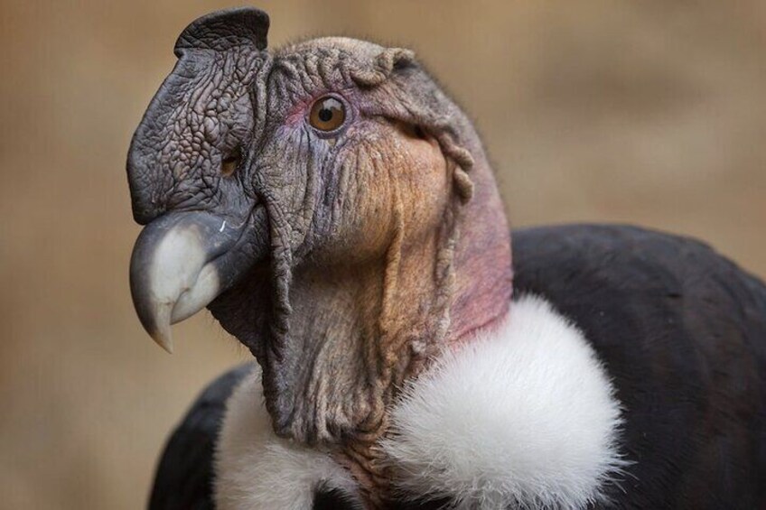 El Cóndor Andino (Vultur Gryphus)
