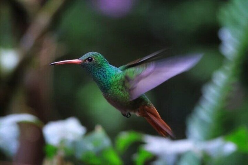 Mindo's Cloud Forest Tour: Chocolate, Coffee, Birds & Nature