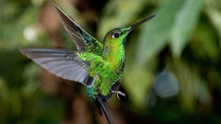 Hummingbird Watching