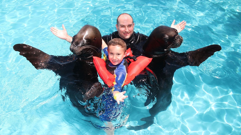 Man with his daughter swimming alongside a couple sea lions