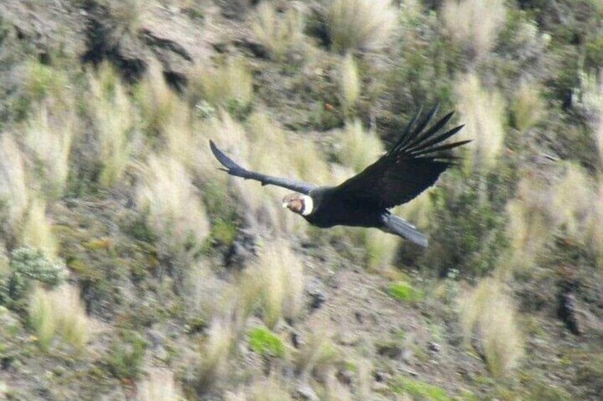 Antisana Condor Sanctuary, Mirador Isco and Mica Lagoon