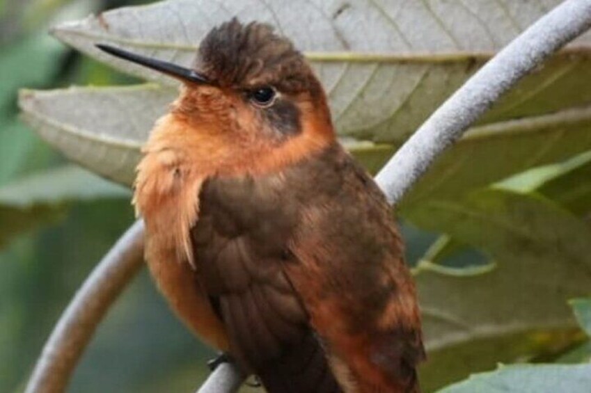 Condor Sanctuary, hiking, history, birdwatching and photography