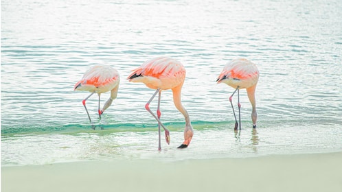 De Palm Island Adventure Awaits