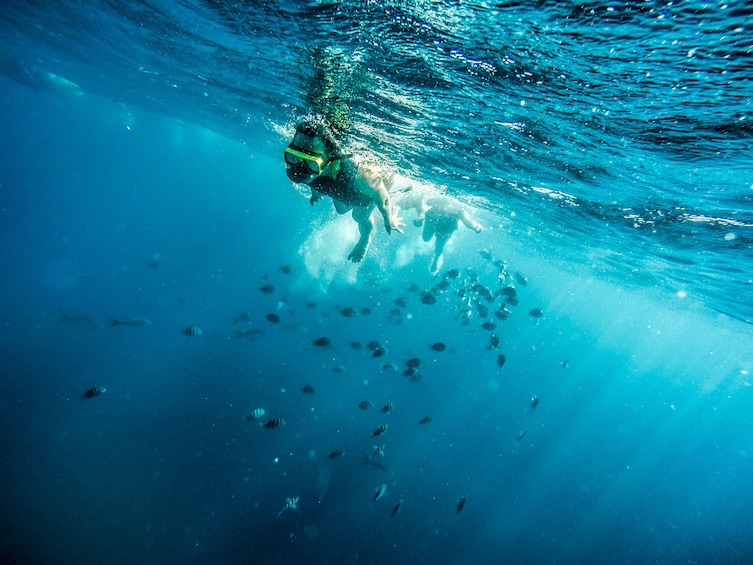 Palm Pleasure Snorkeling Adventure with Lunch & Open Bar