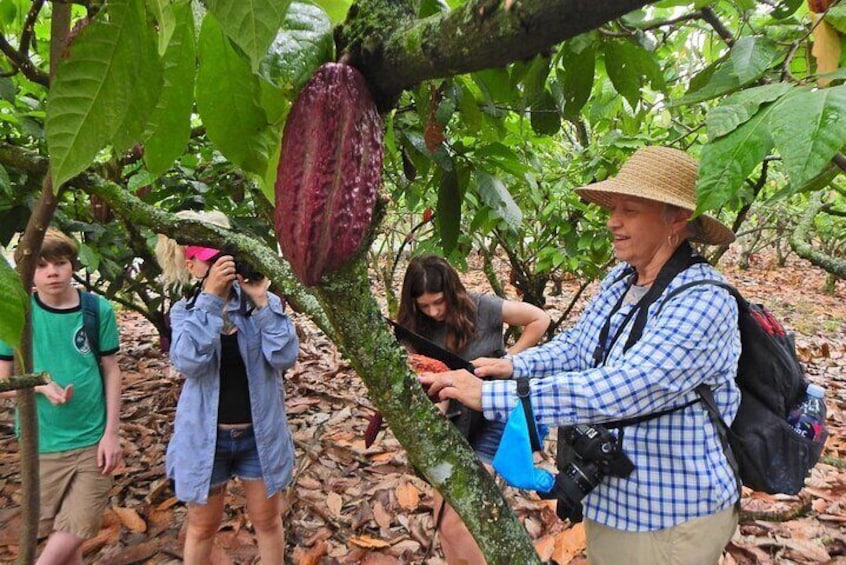 Cocoa and Cloud Forest private full day tour