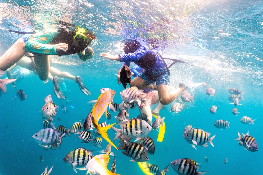 Lunch & Snorkel Sail