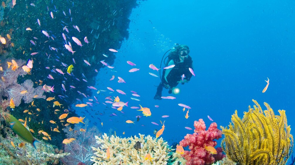 Scuba diver swimming with colorful fish