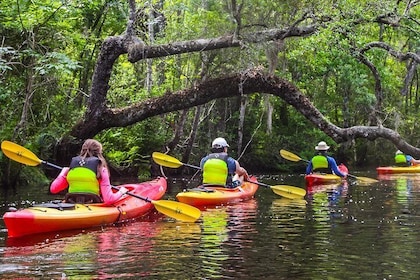 Amelia Island Guided Kayak Tour of Lofton Creek