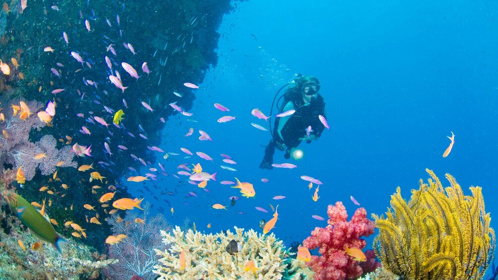 Scuba diver near colorfal coral reef