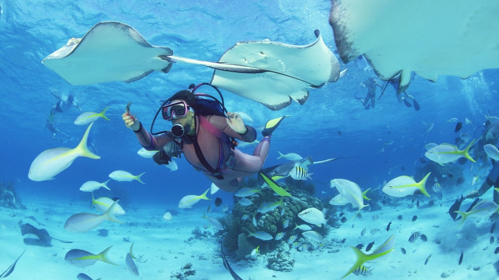 Scuba diver swimming with colorful fish