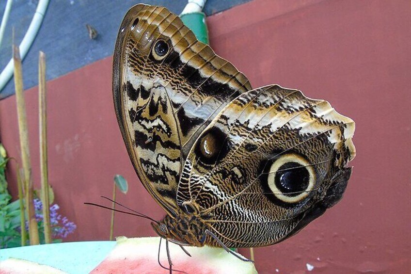 Butterflies in Mindo Cloud forest